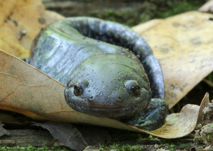 Mole Salamander